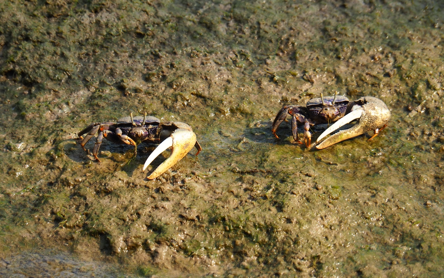 West-African fiddler crabs (Uca tangeri), Sep 16th, 2018