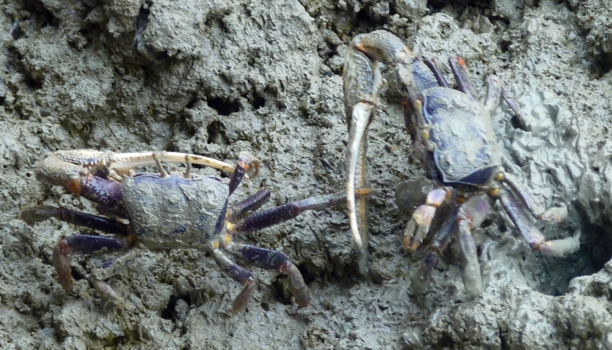 West African fiddler crabs (Uca tangeri)