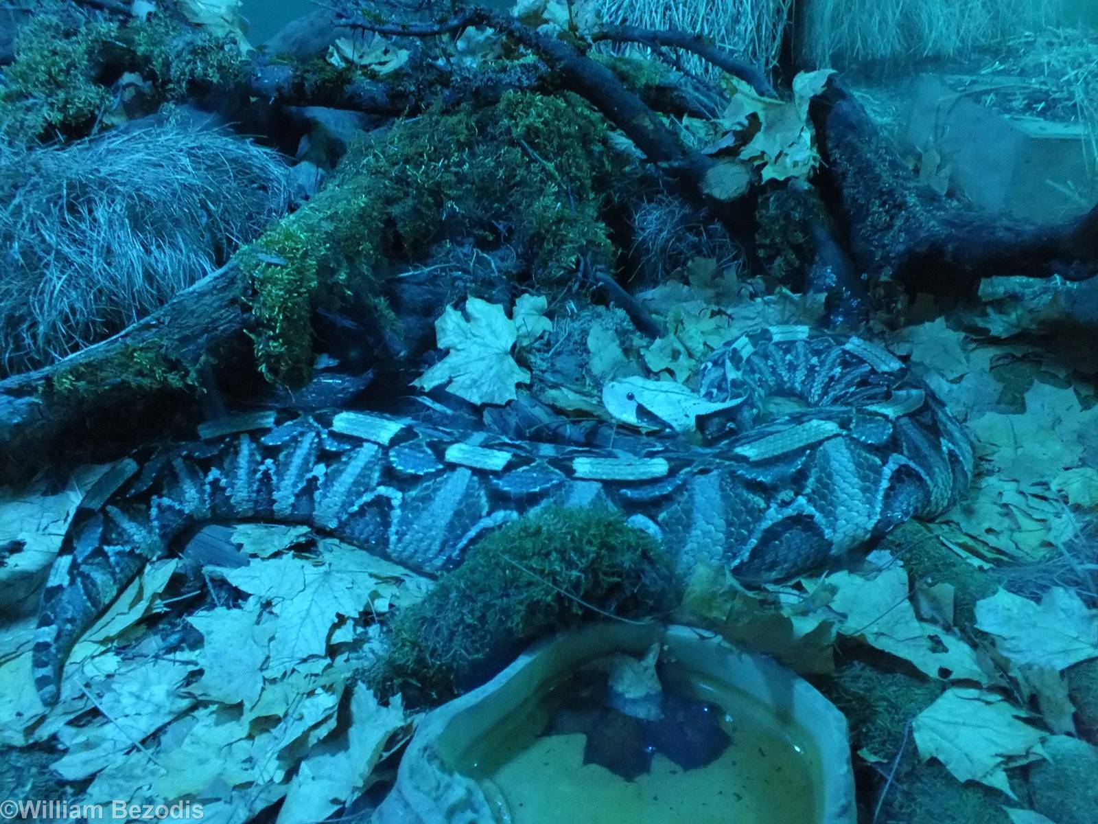 West African Gabon Viper