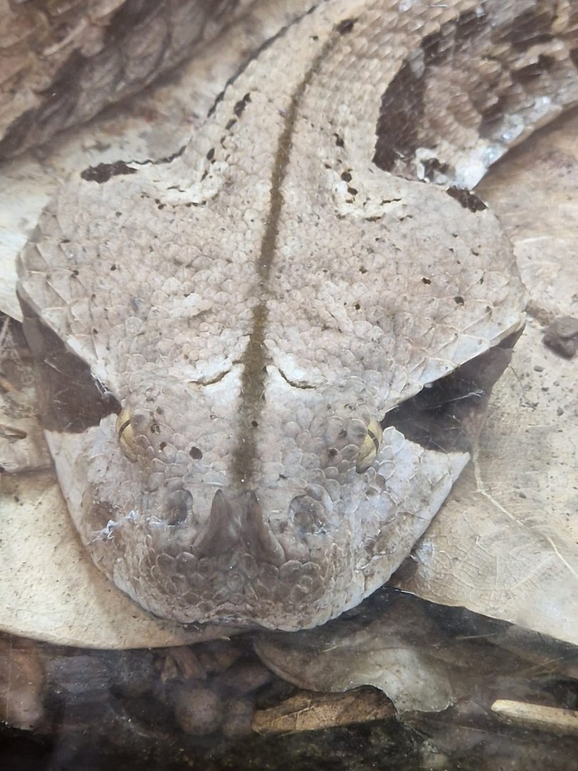West African Gaboon Viper 8/7/23