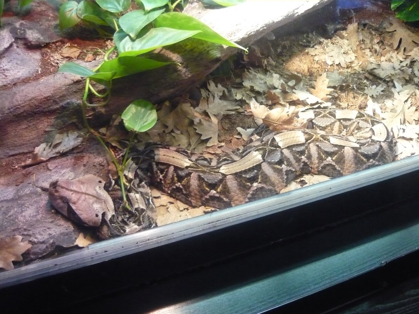 West African Gaboon viper (Bitis (gabonica) rhinoceras)