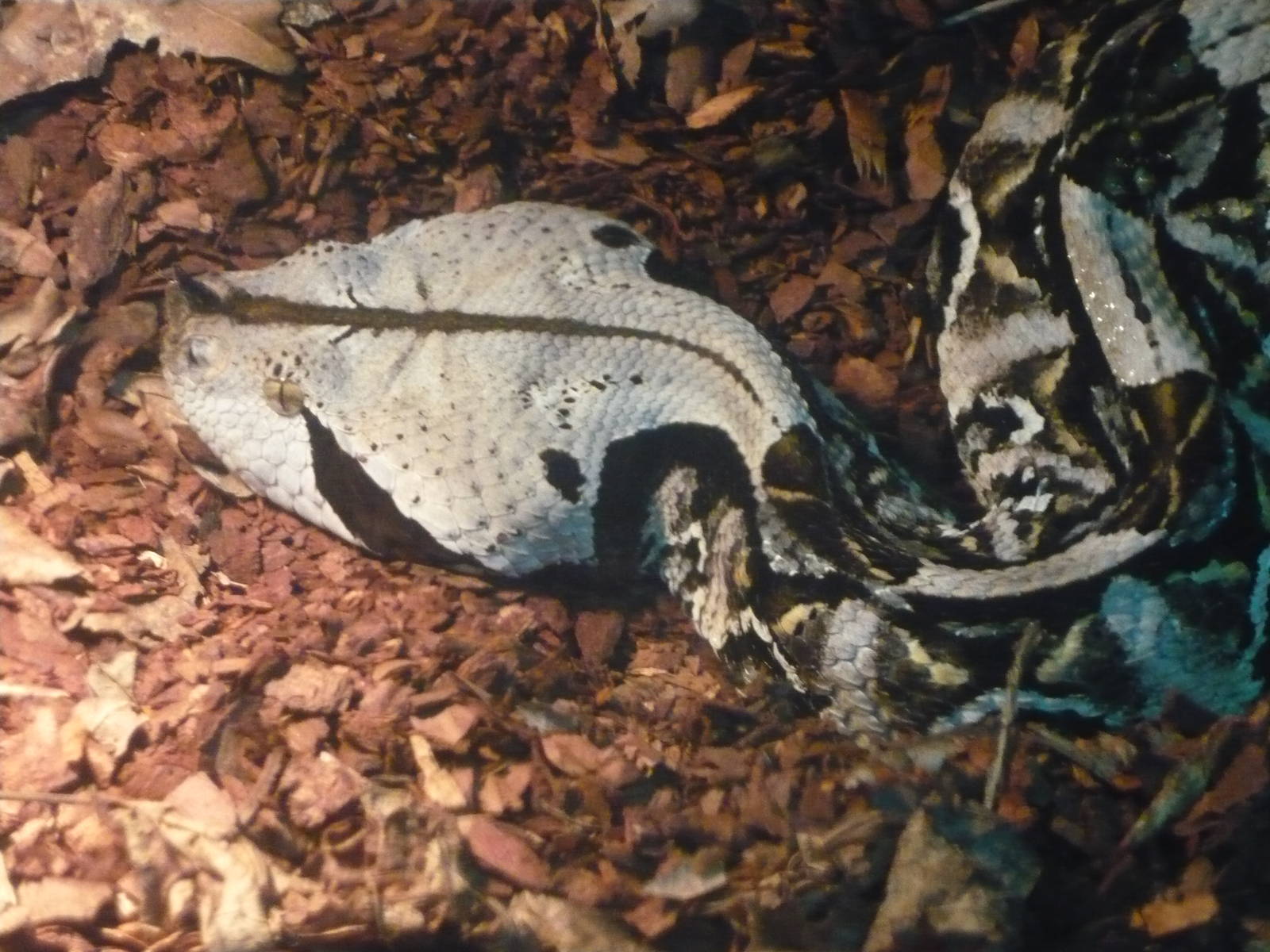 West African gaboon viper (Bitis rhinoceros)