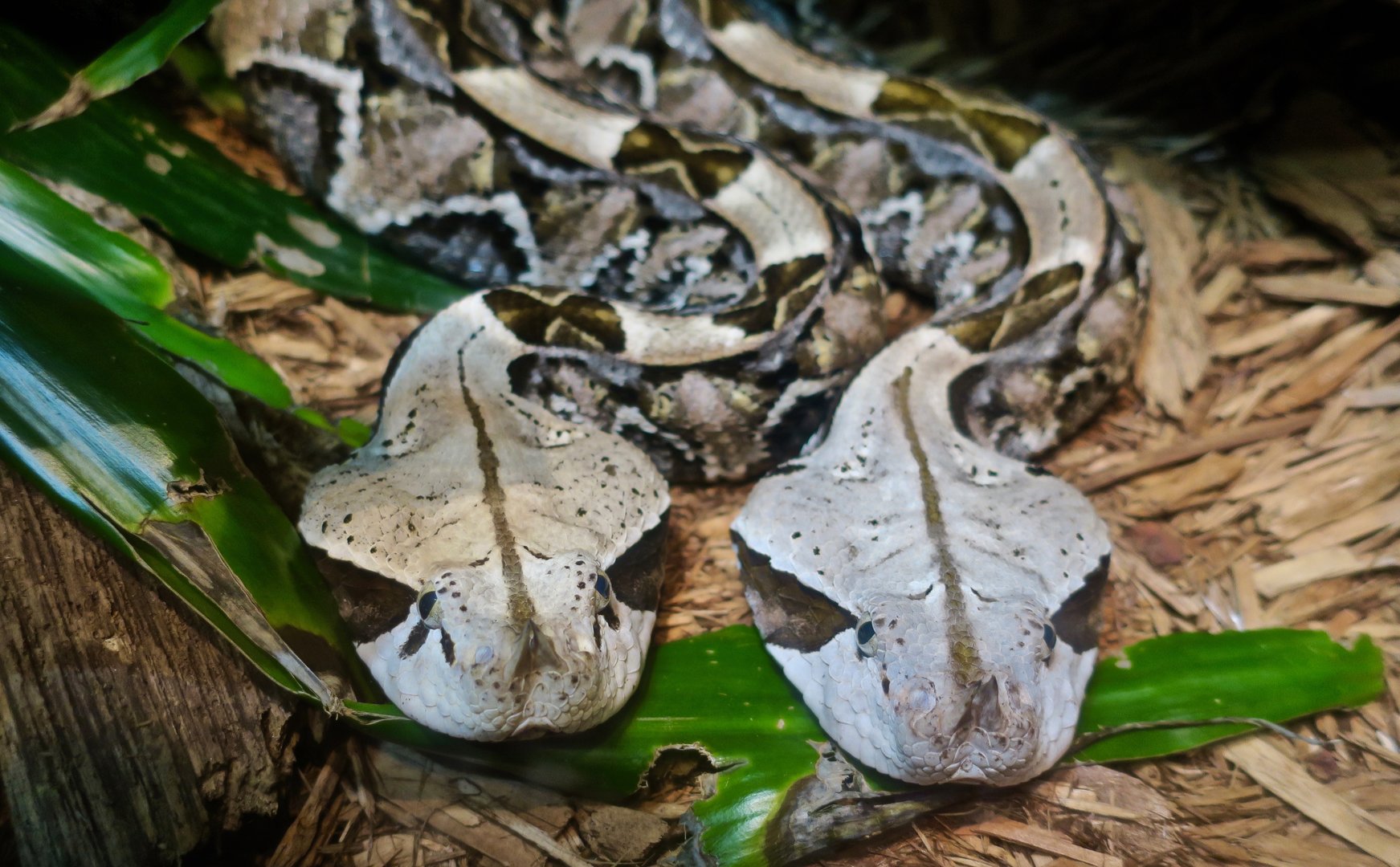 West African Gaboon Viper (Bitis rhinoceros)