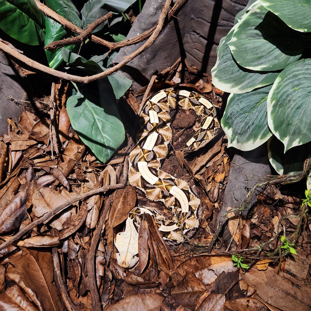 West African Gaboon Viper (Bitis rhinoceros)