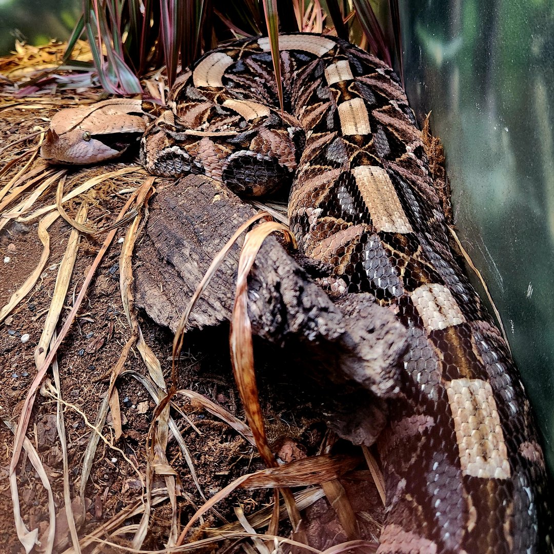 West African Gaboon Viper (Bitis rhinoceros)