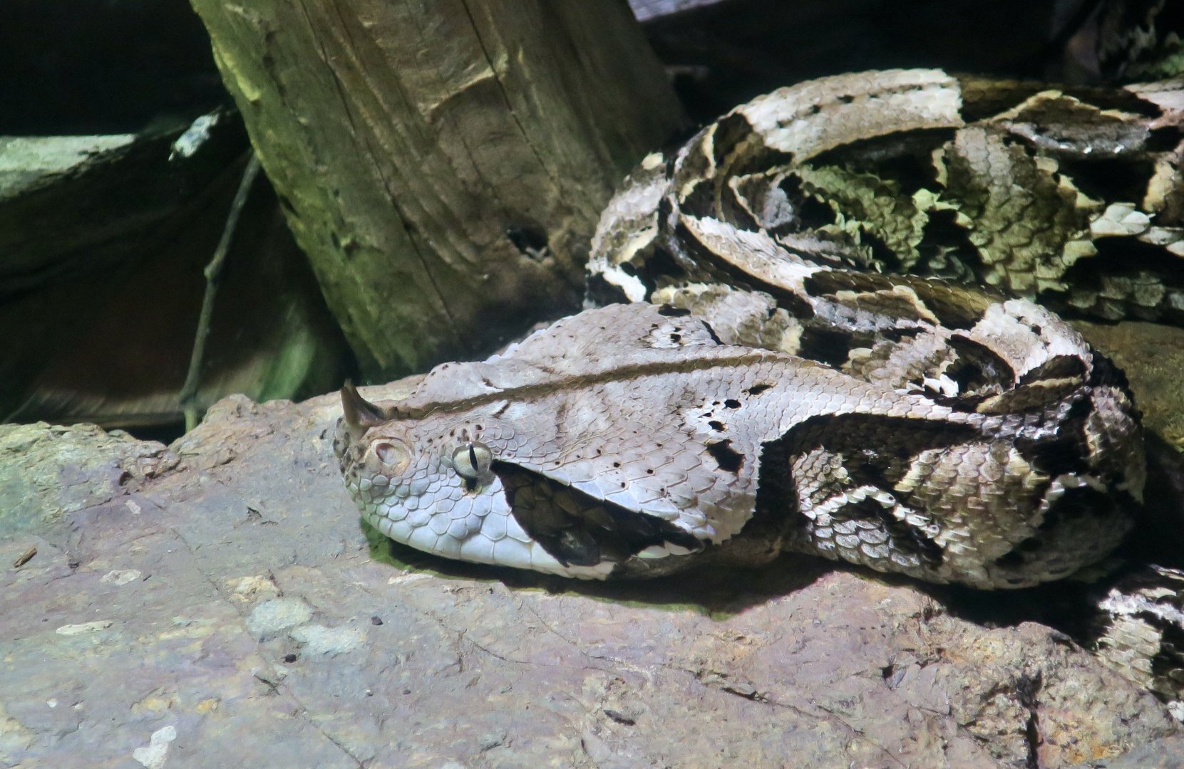 West African Gaboon Viper (Bitis rhinoceros)