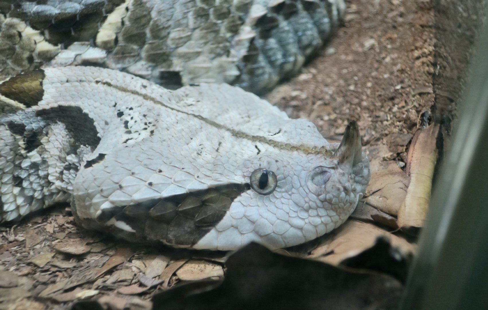 West African Gaboon Viper (Bitis rhinoceros)