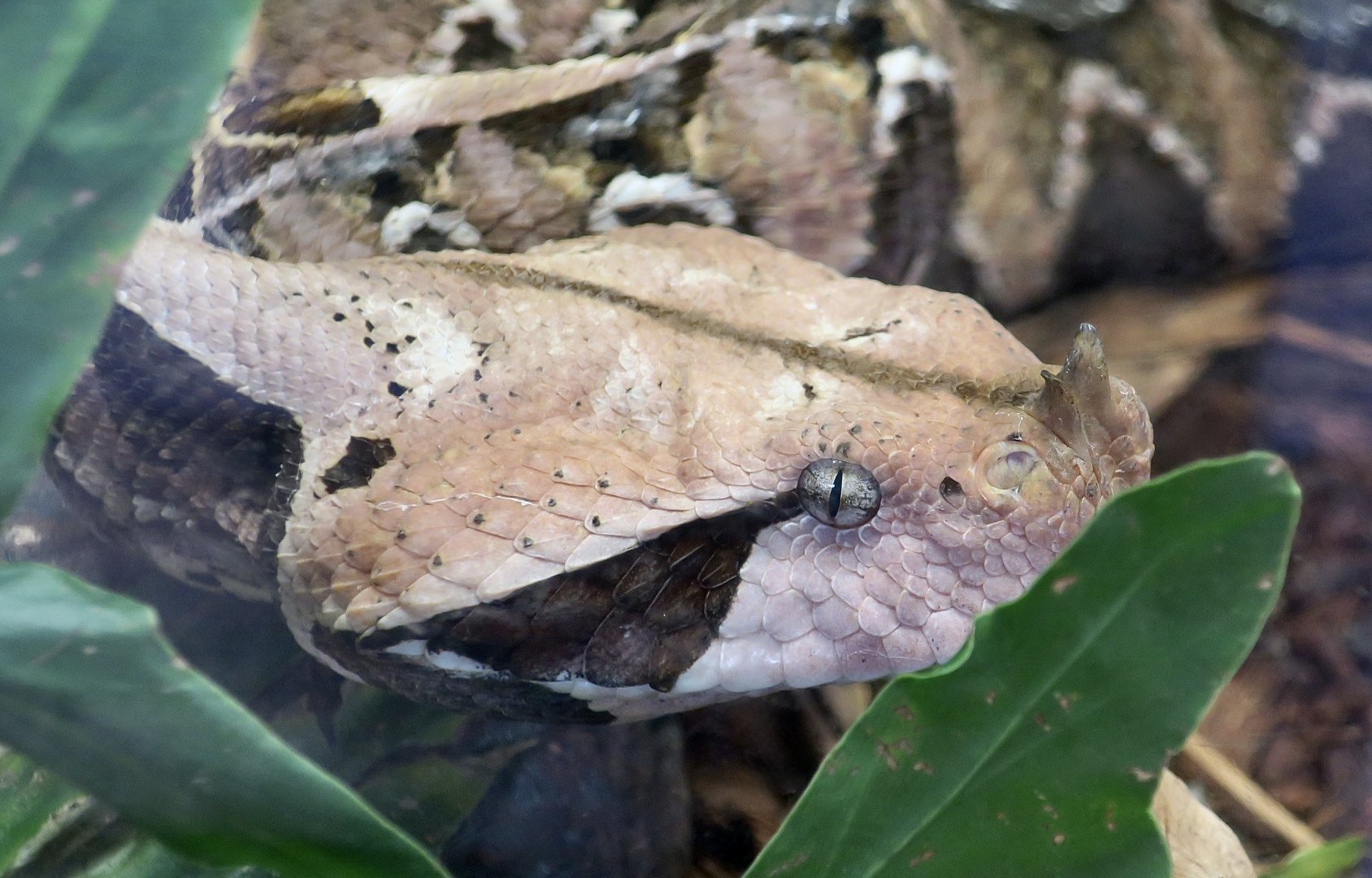 West African Gaboon Viper (Bitis rhinoceros)