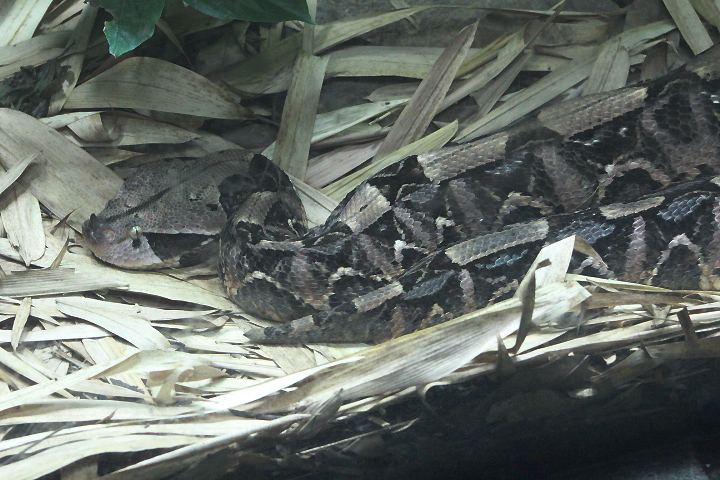 West African Gaboon viper (Bitis rhinoceros)