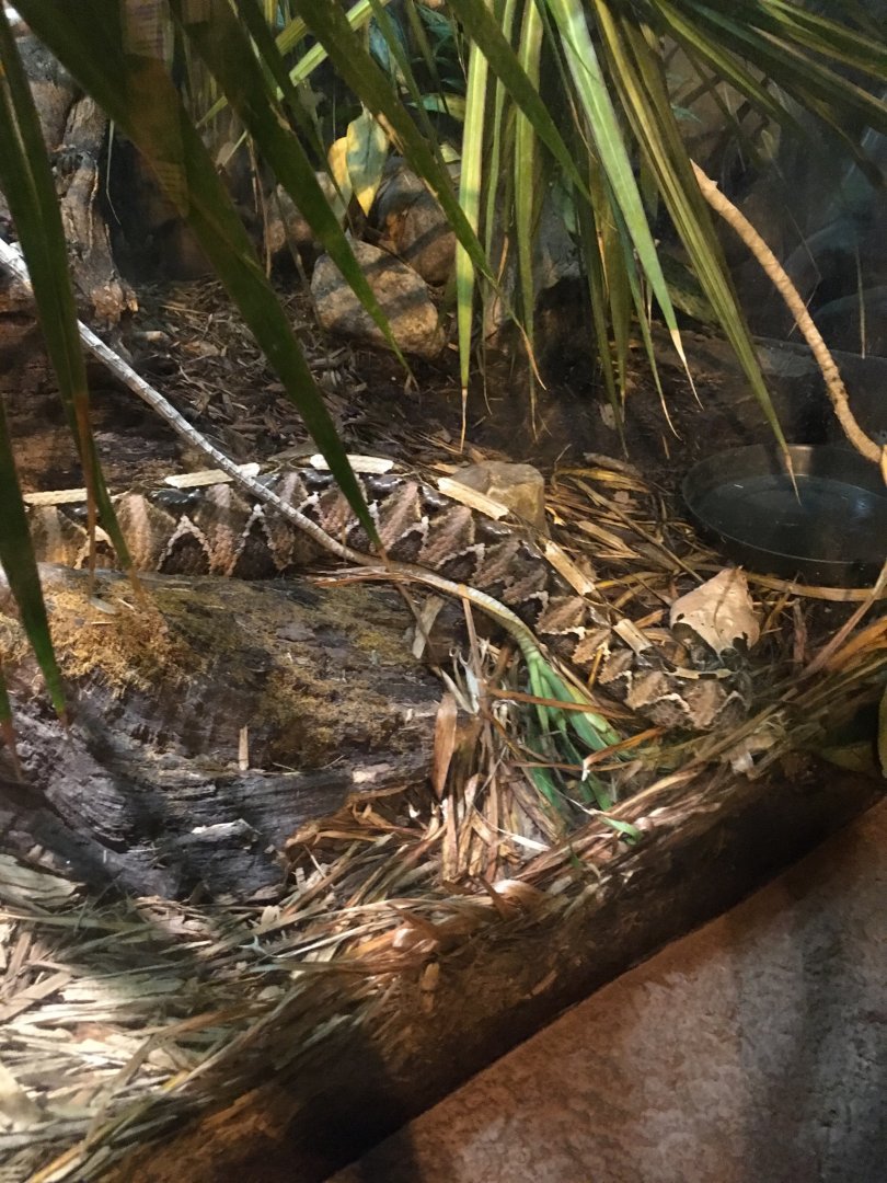 West African Gaboon Viper | Brookfield Zoo