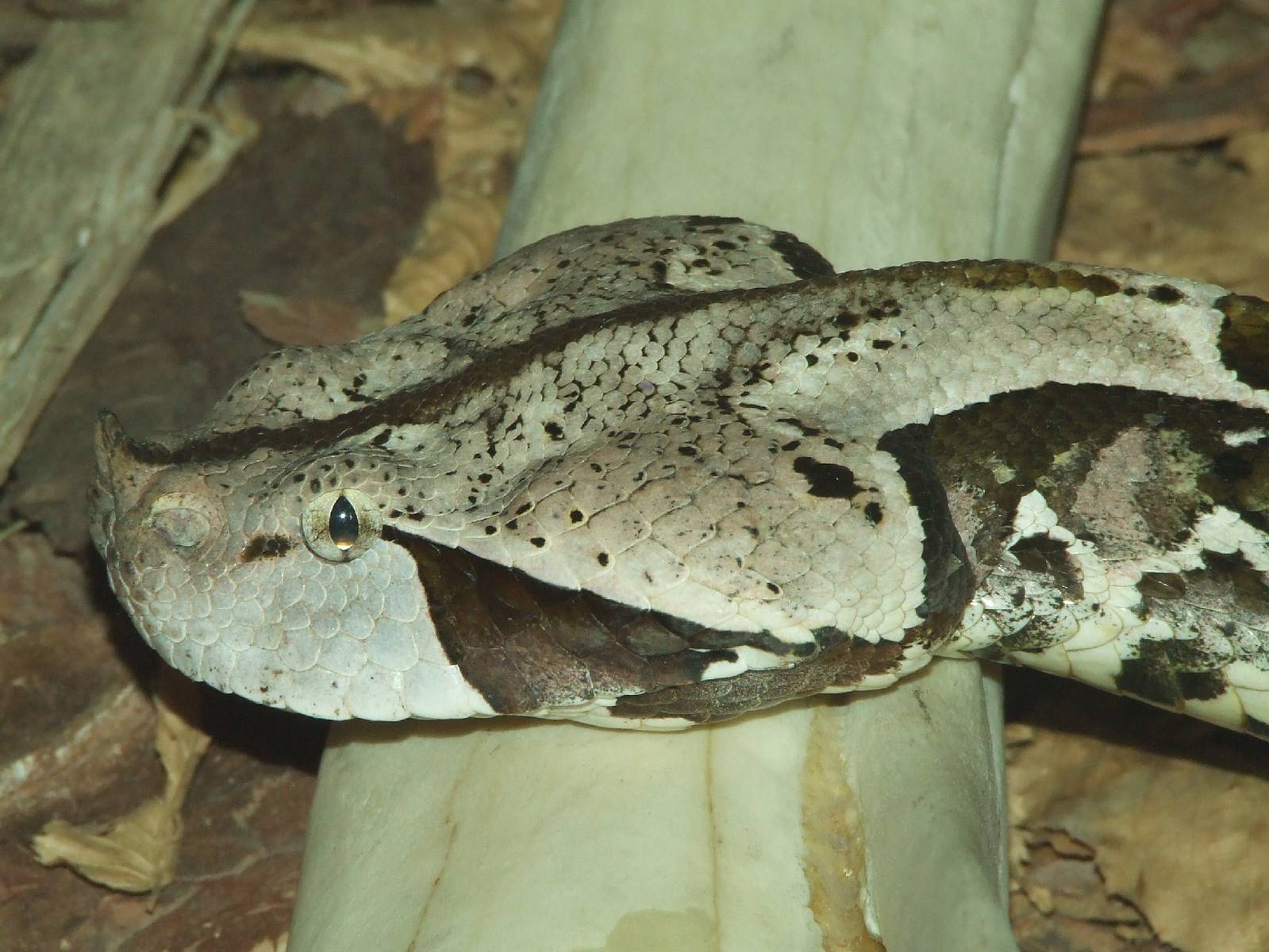 West African Gaboon viper @ Budapest Zoo