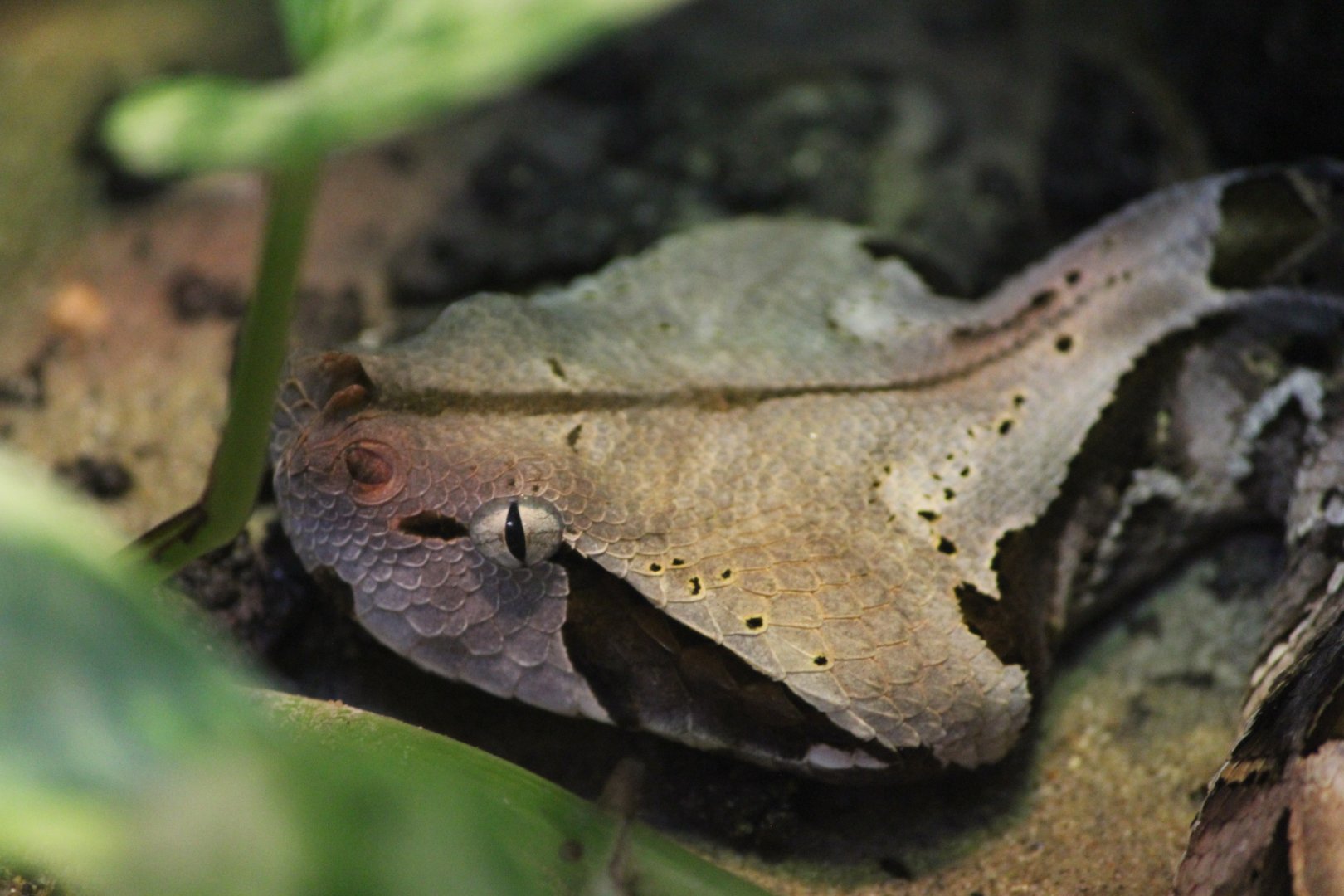West African Gaboon Viper, Detroit Zoo