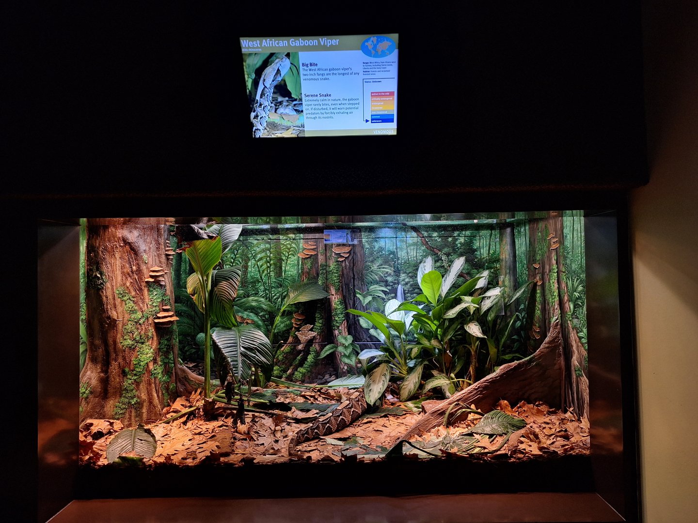 West African Gaboon Viper enclosure