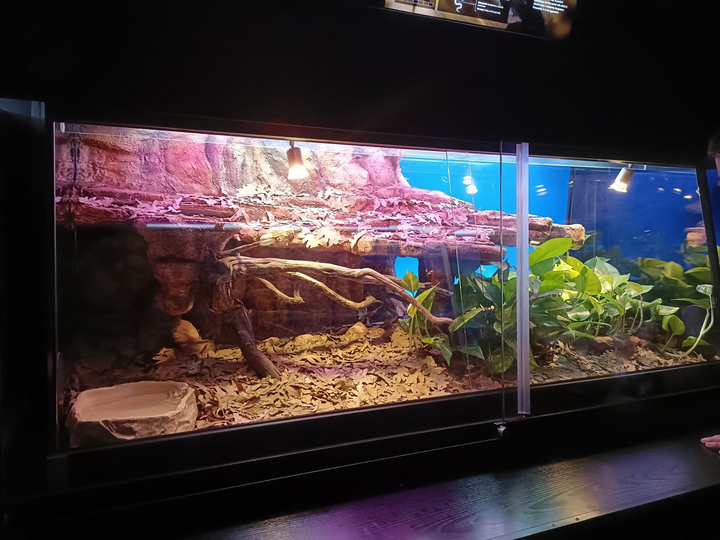 West African Gaboon viper exhibit - Bioparc Acuario de Gijón