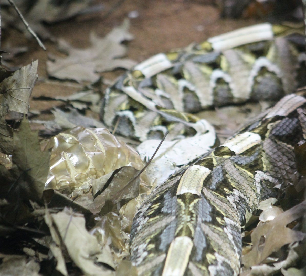 West-african gaboon viper