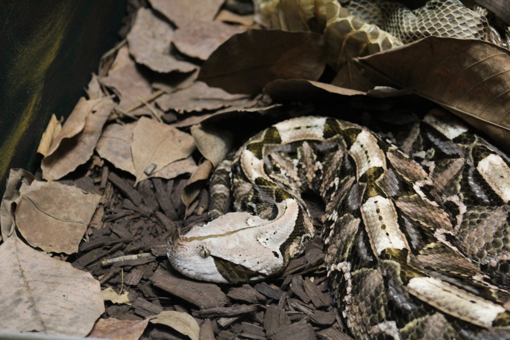 West African Gaboon Viper