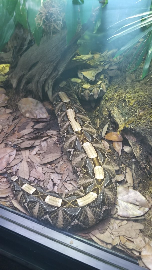 West African gaboon viper