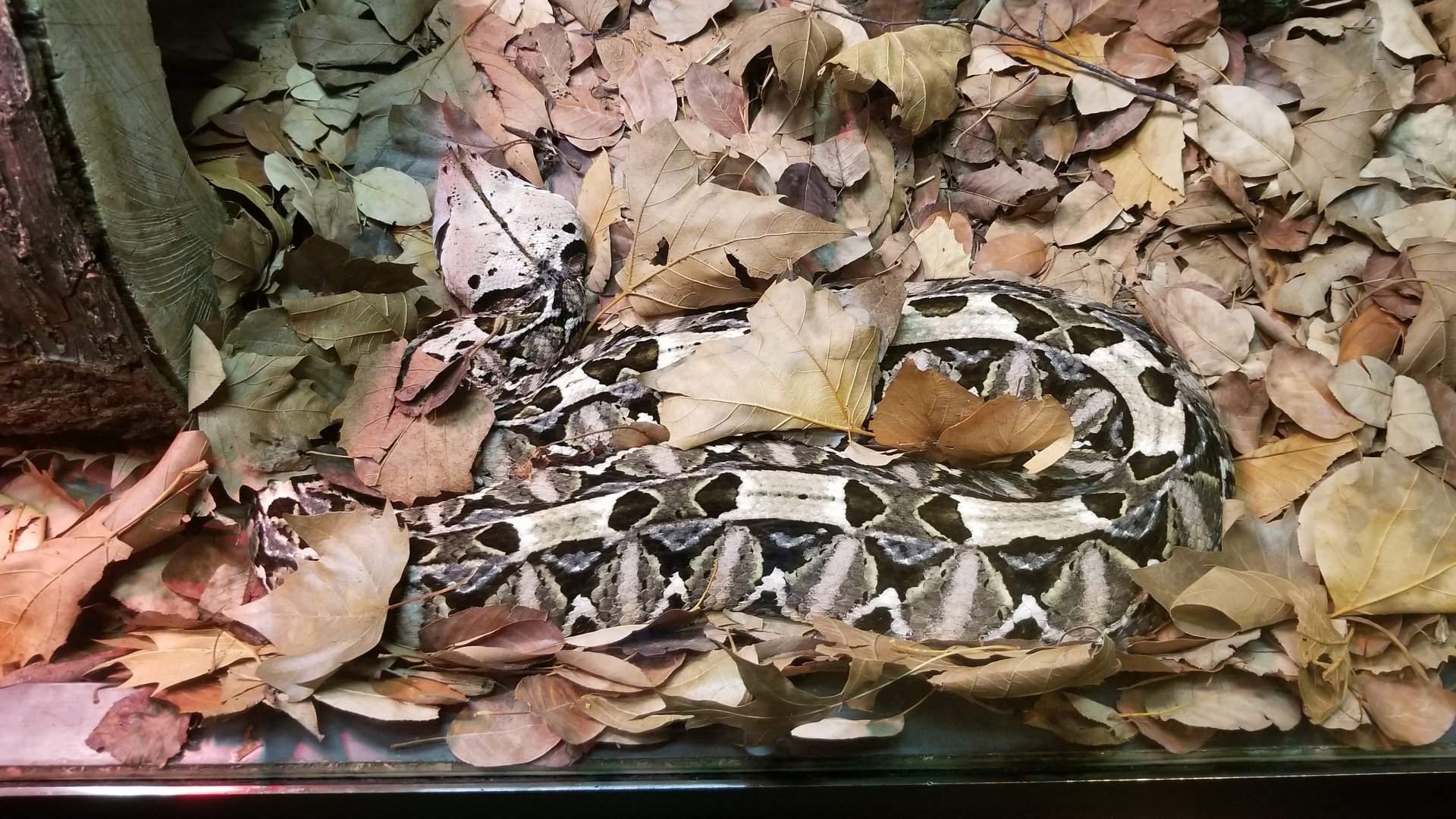 West African Gaboon Viper