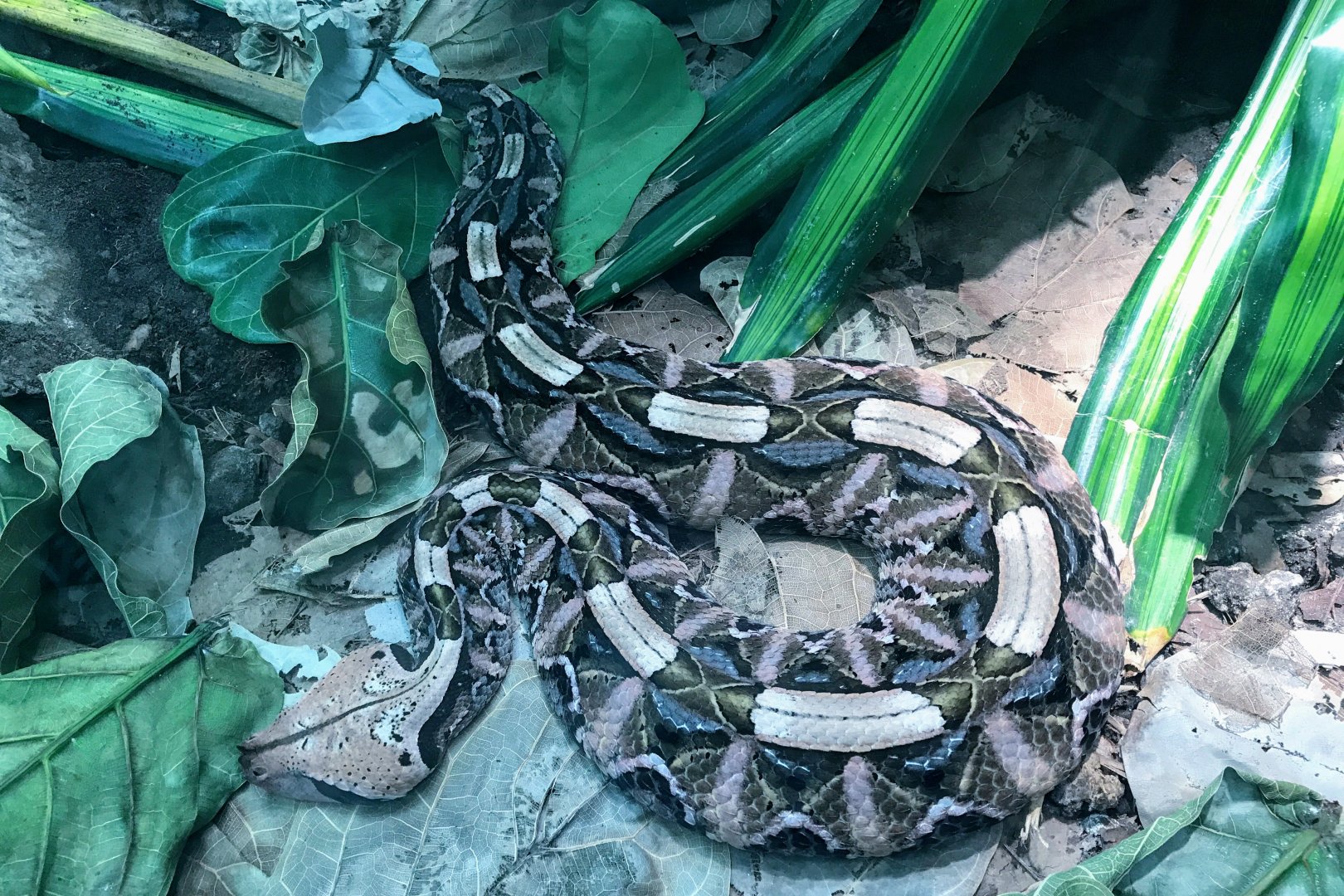 West African Gaboon Viper