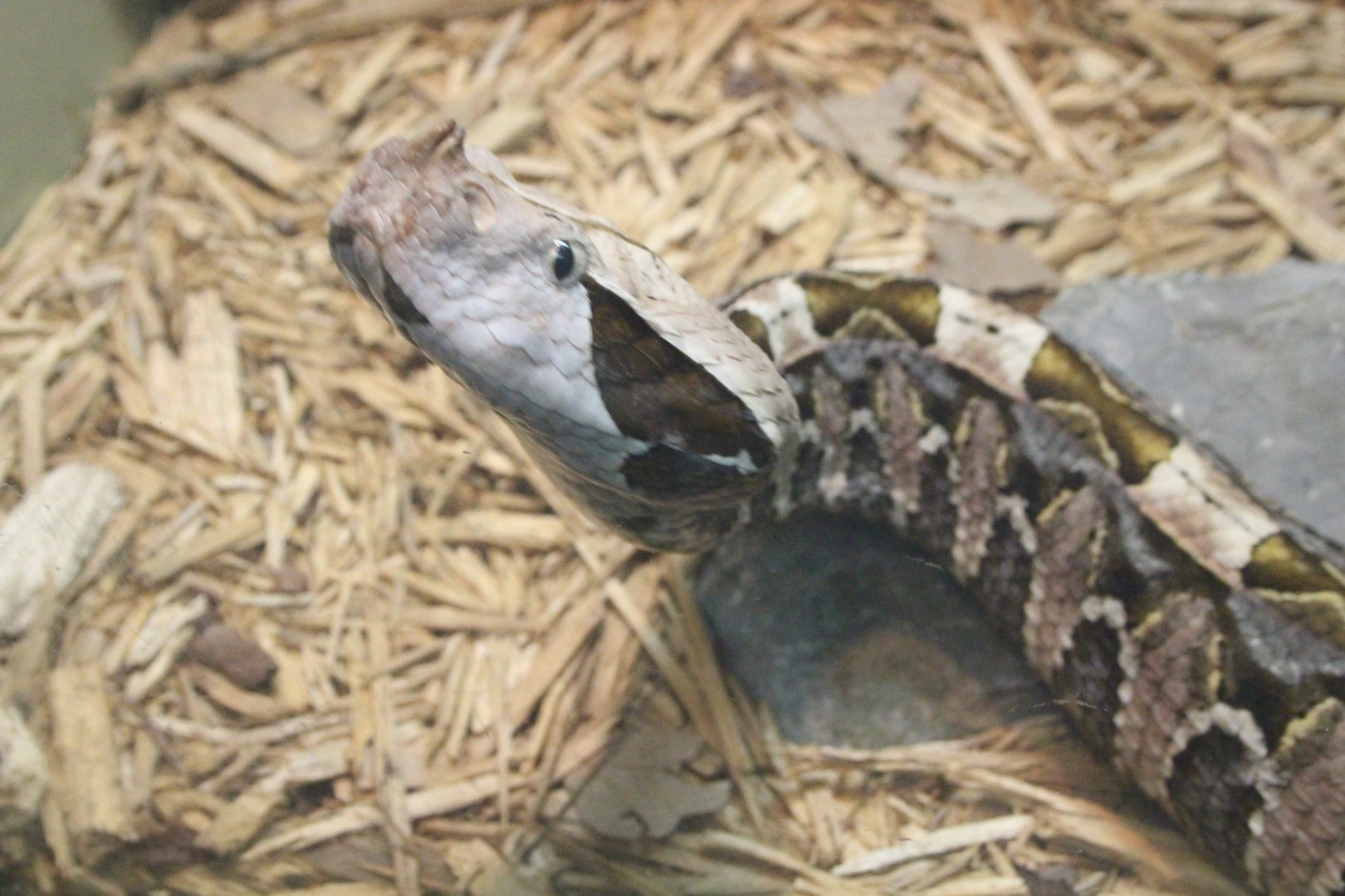 West African Gaboon Viper