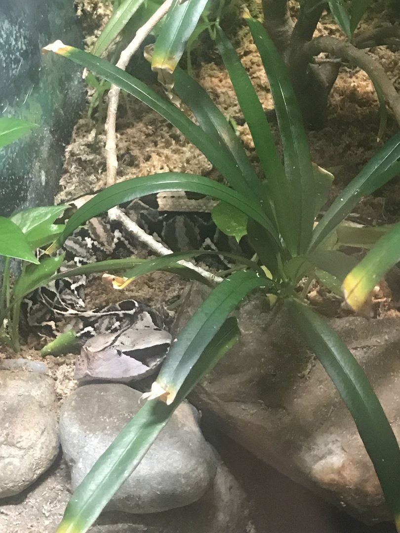 West African gaboon viper