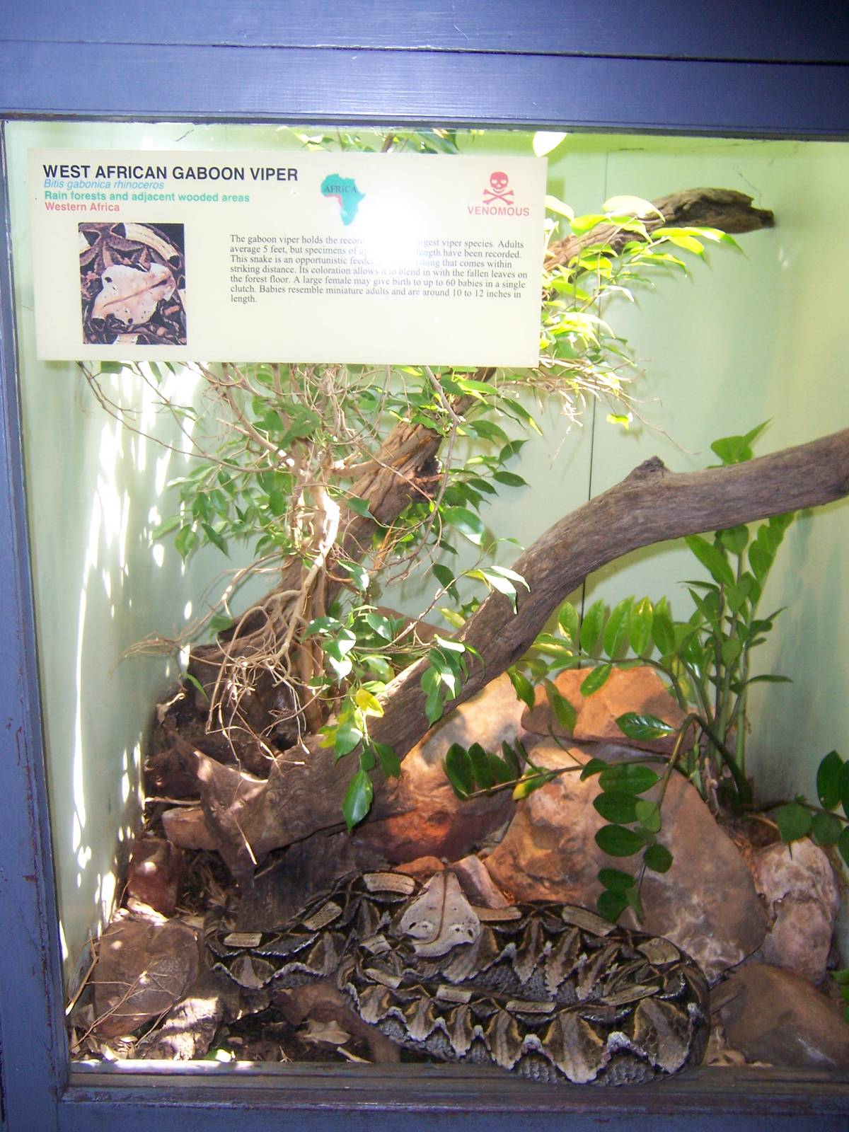 West African Gaboon Viper