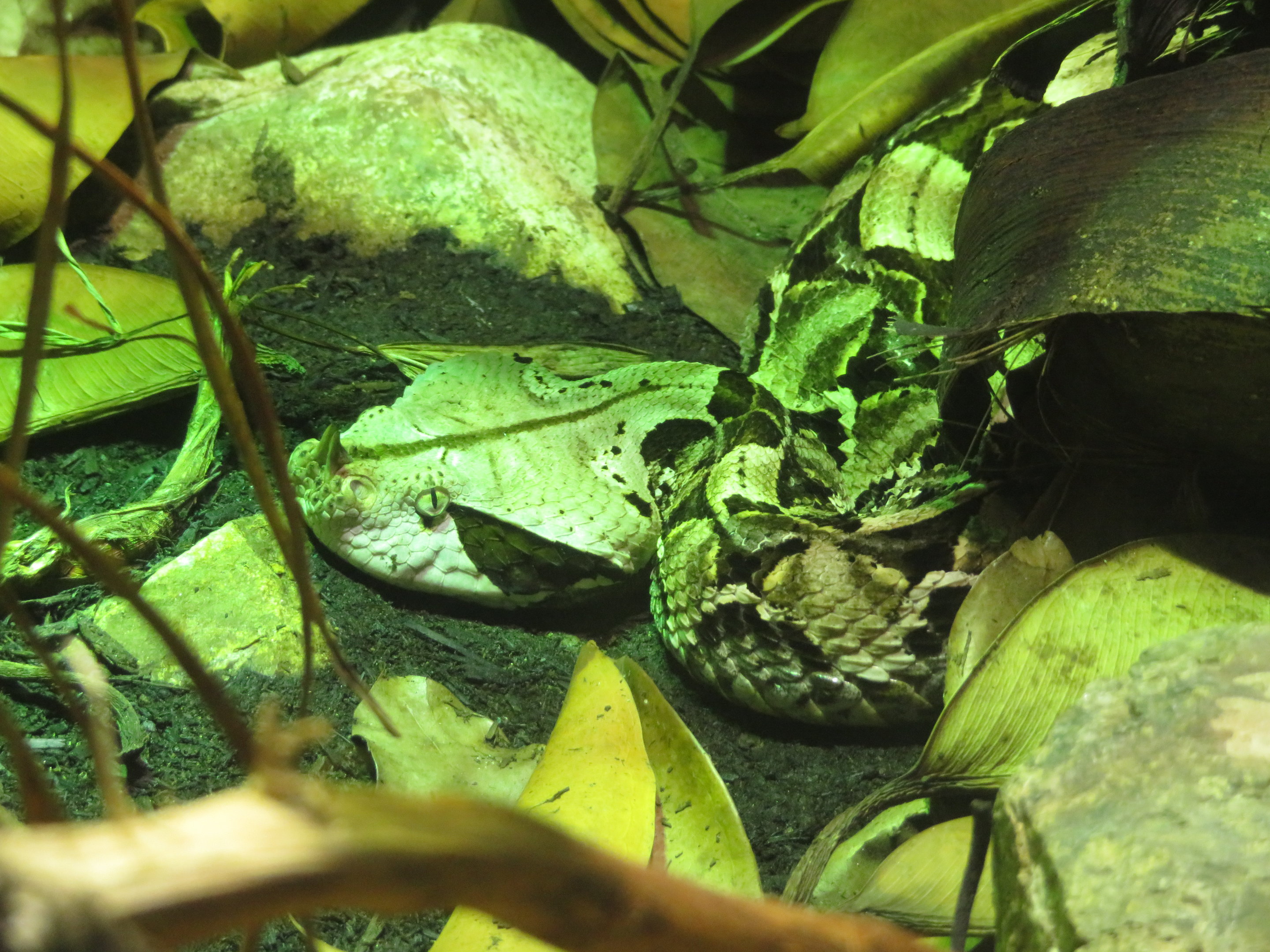 West African Gaboon Viper