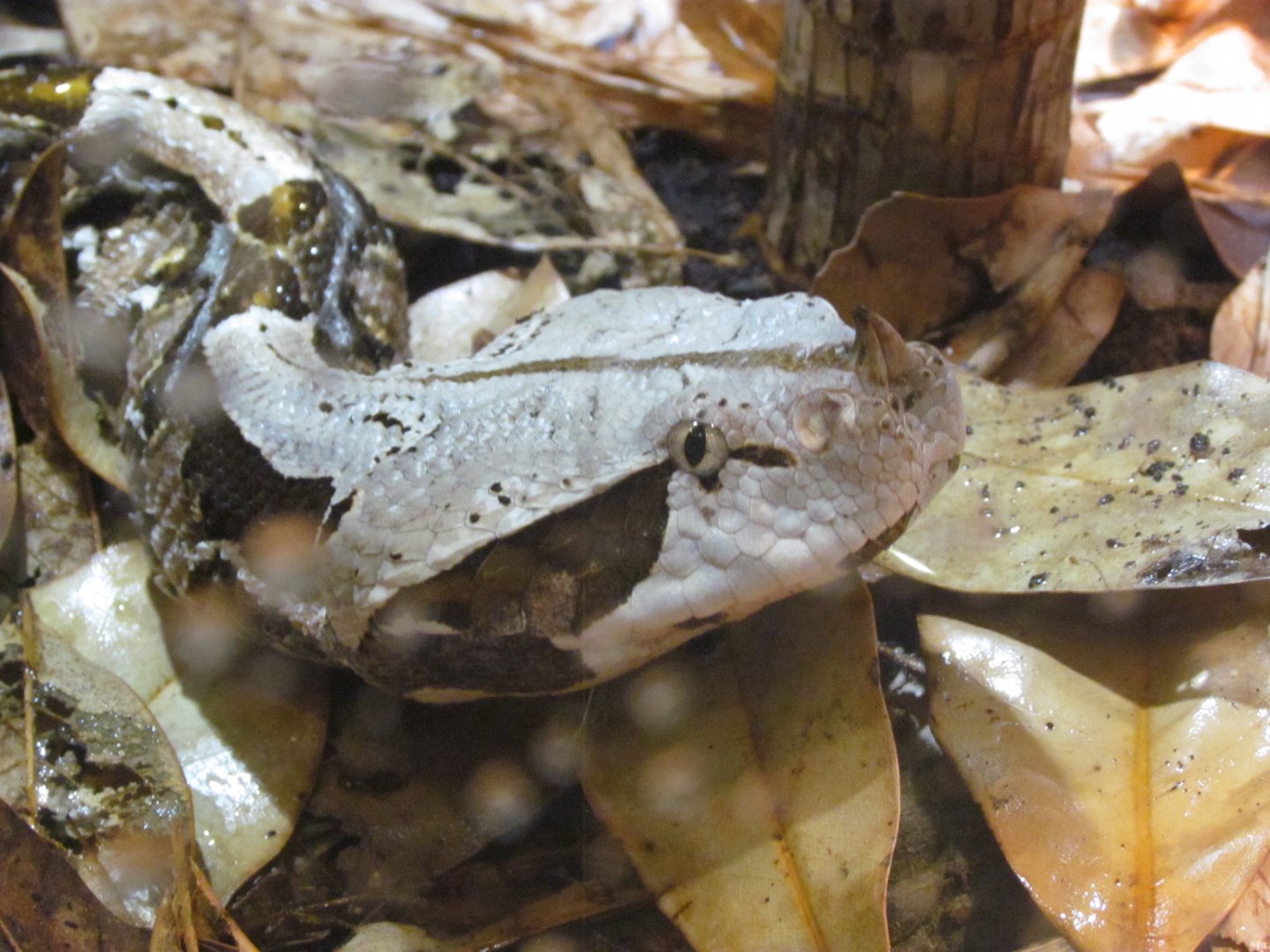 West African Gaboon Viper