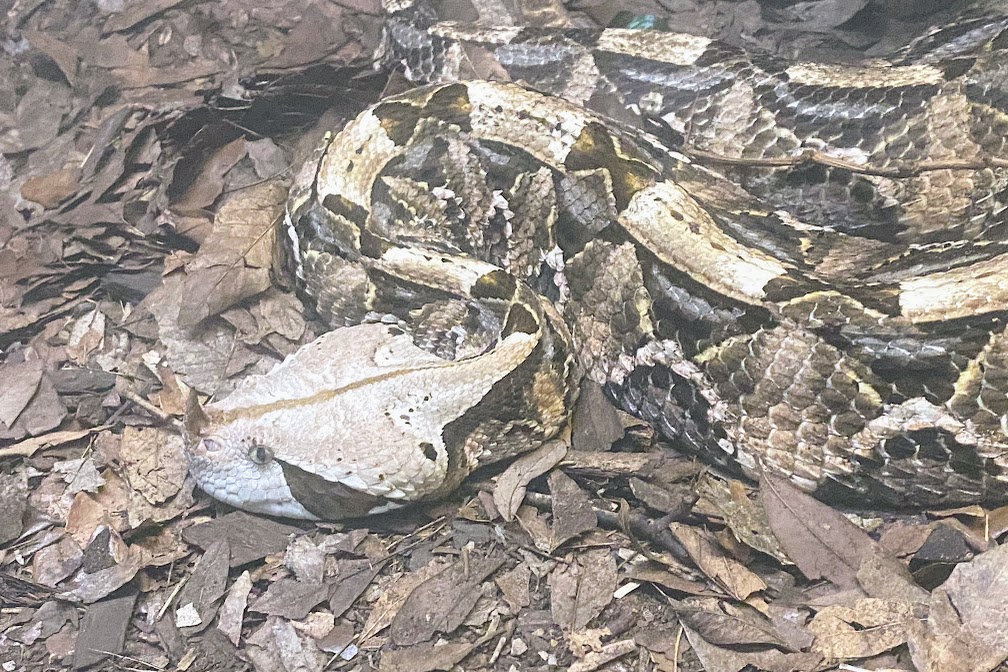 West African Gaboon Viper