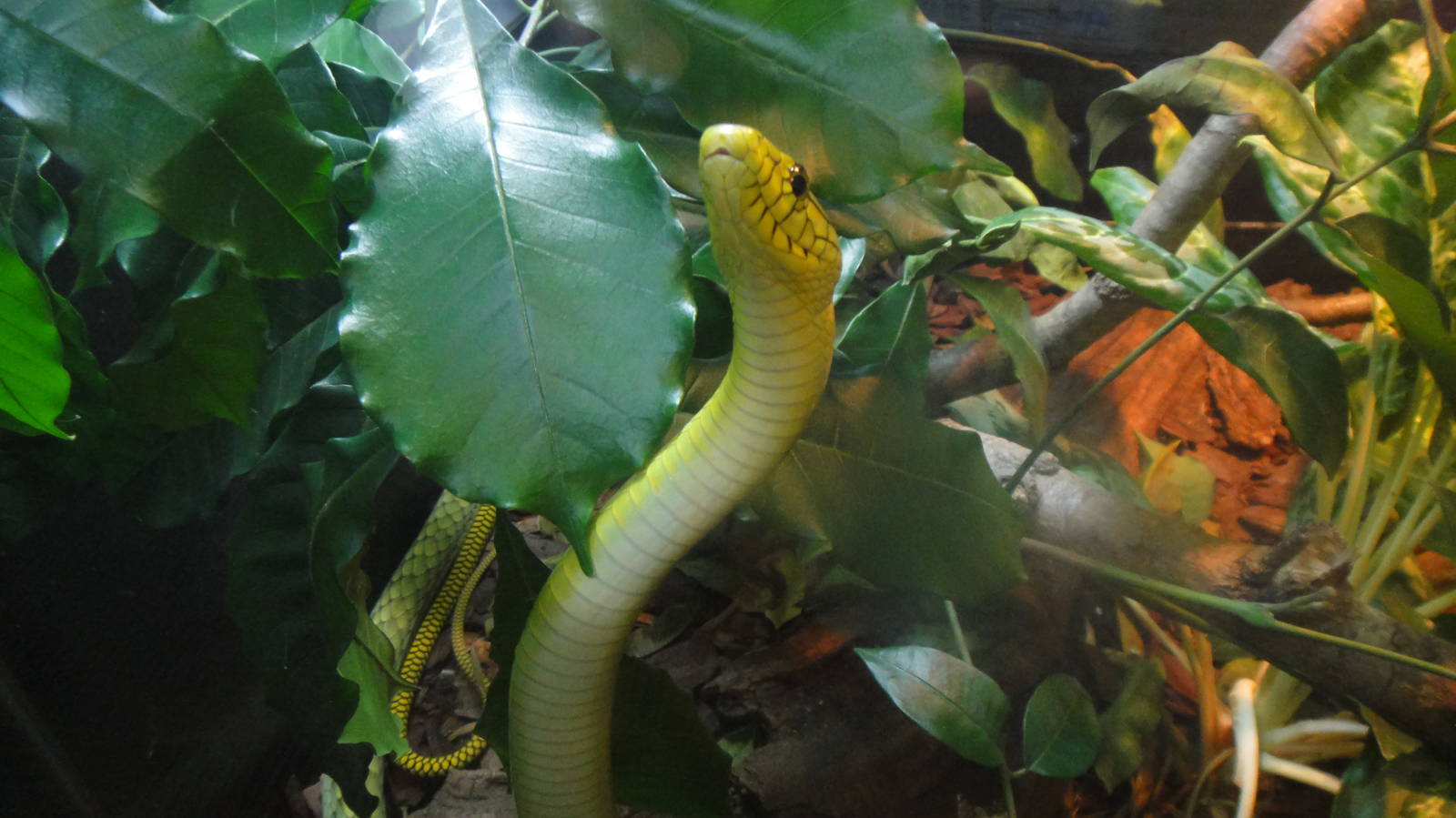 West African Green Mamba at Dallas zoo 2015-03-12