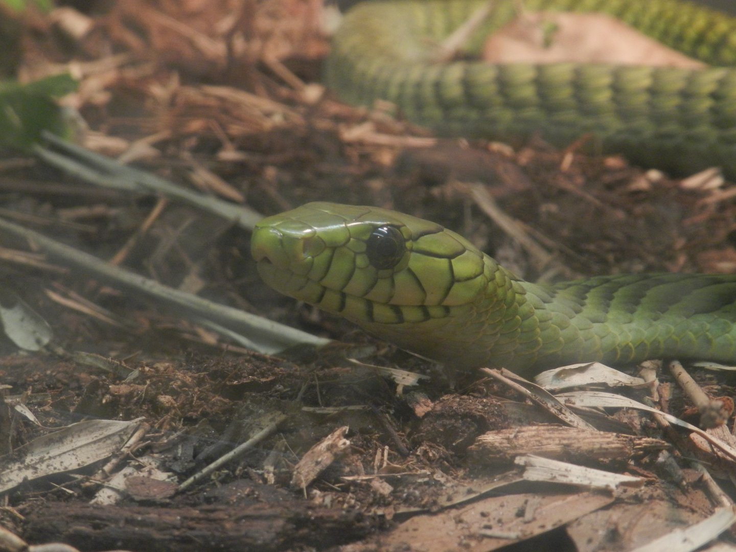 West African Green Mamba (Dendroaspis viridis) at Central Florida Zoo and Botanical Gardens