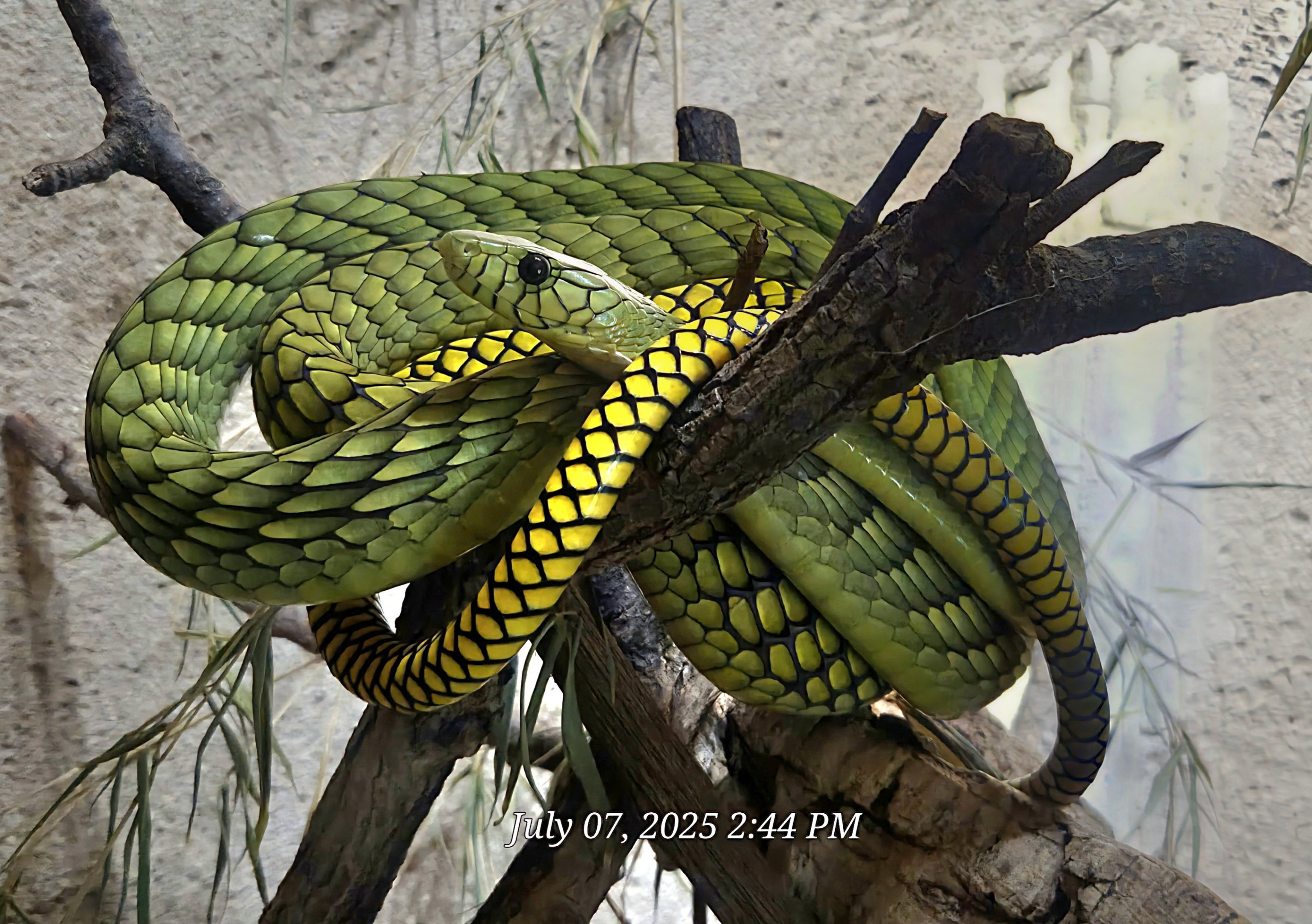 West African Green Mamba-July 2025