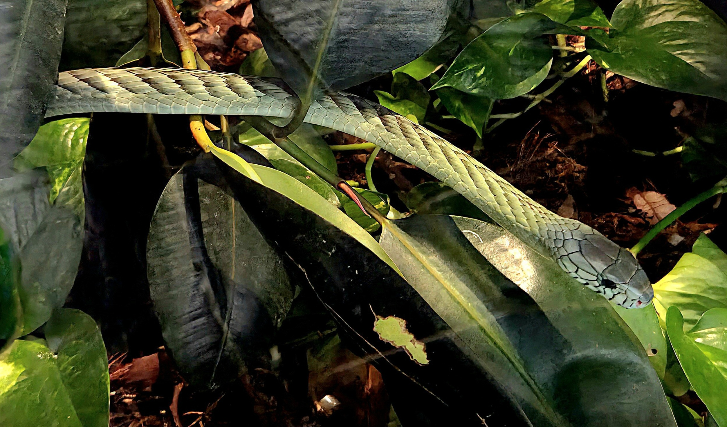 West African Green Mamba-Reptile Gardens