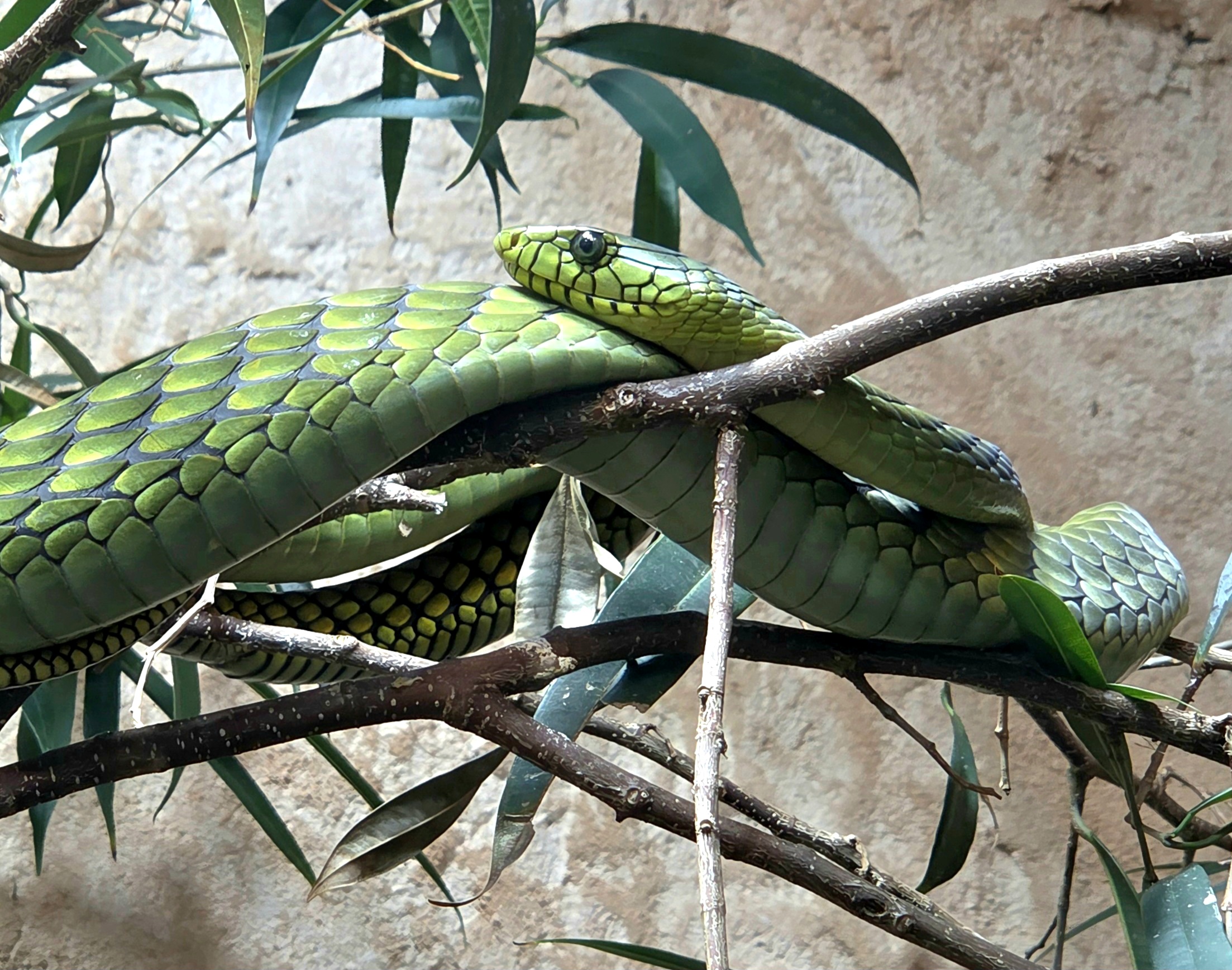 West African Green Mamba - Riverbanks Zoo