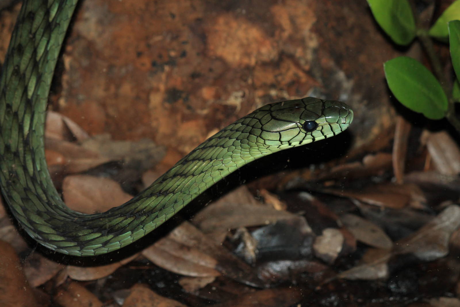 West African Green Mamba