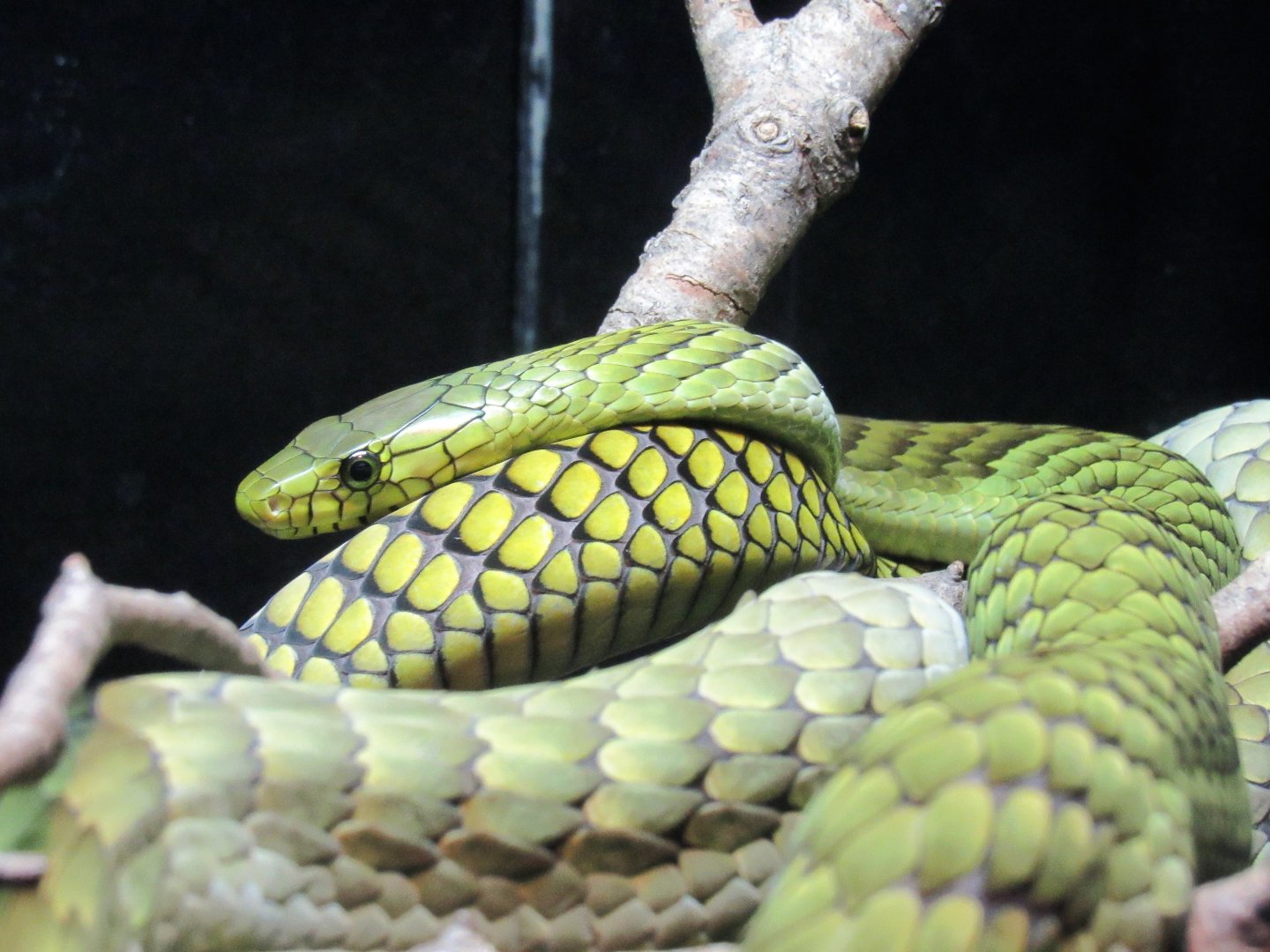 West African Green Mamba