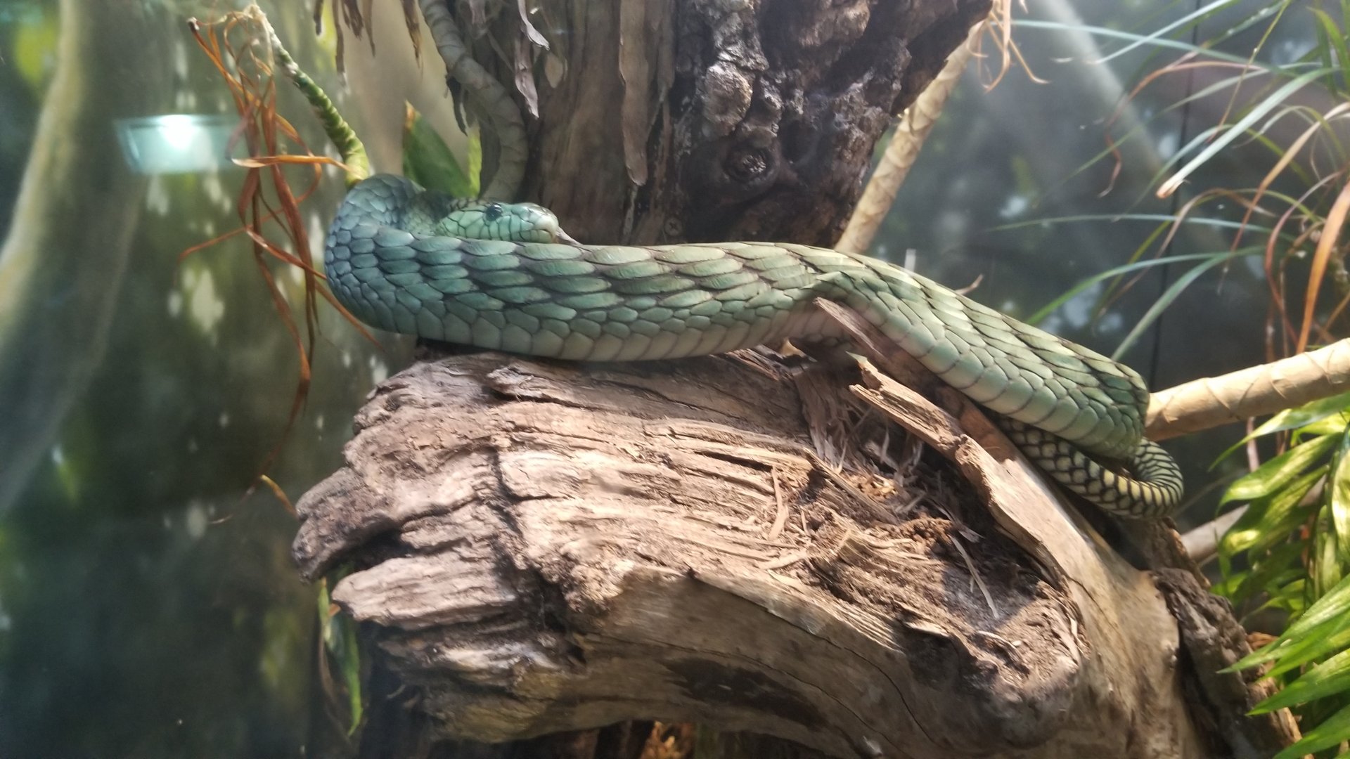 West African green mamba