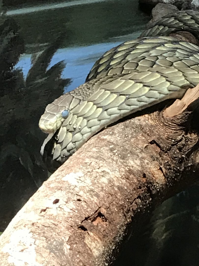 West African green mamba
