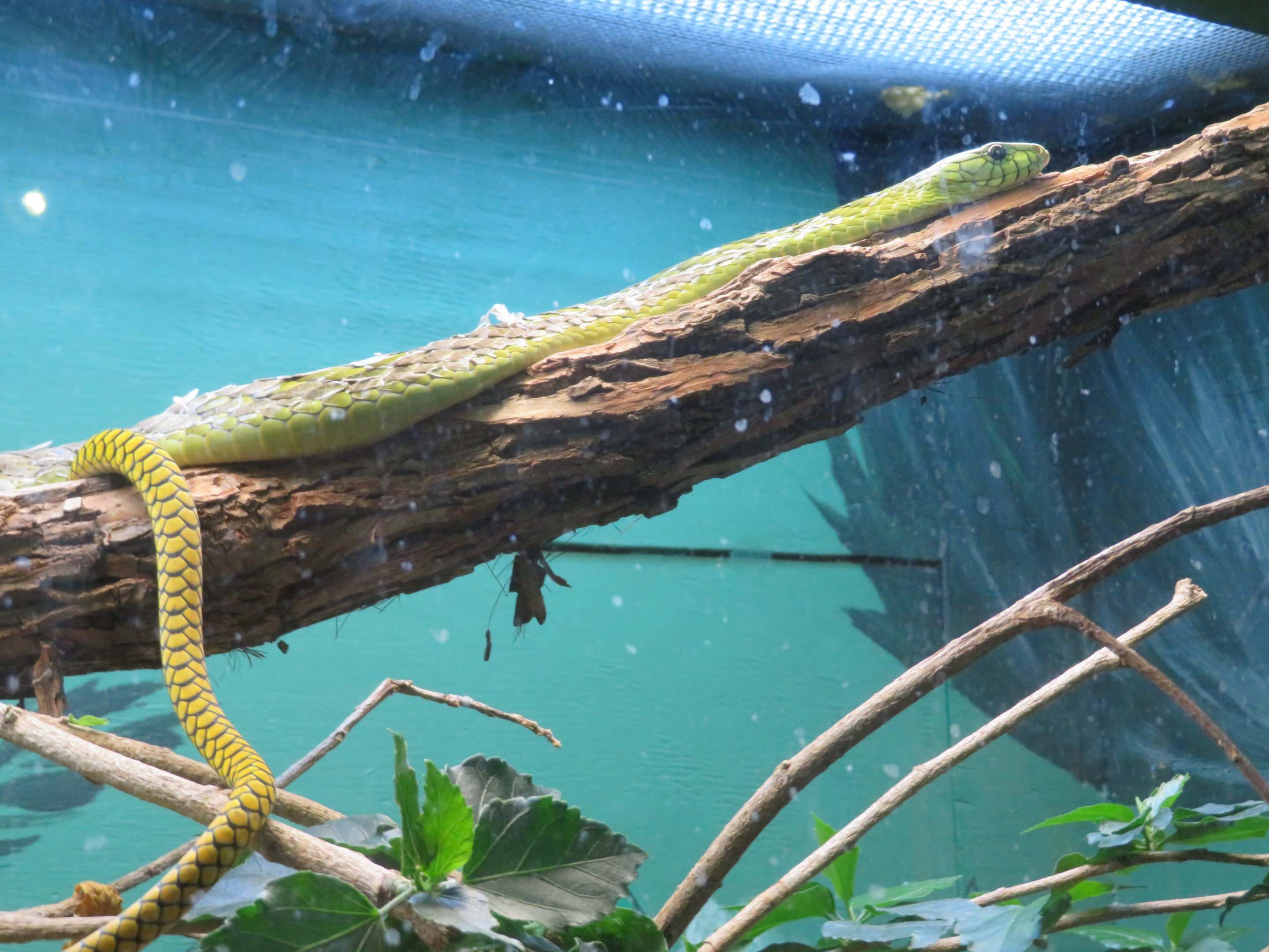 West African Green Mamba
