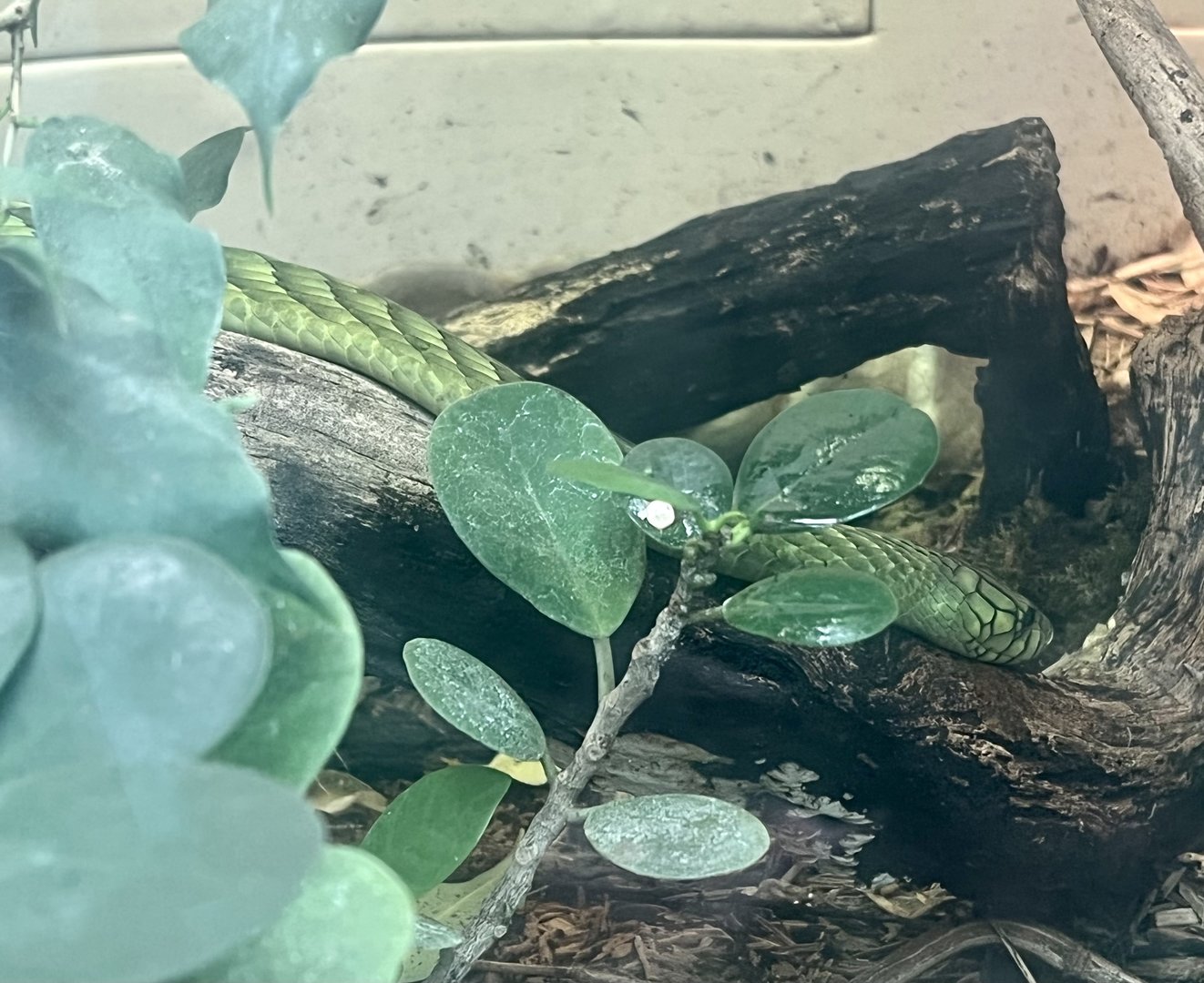West African Green Mamba