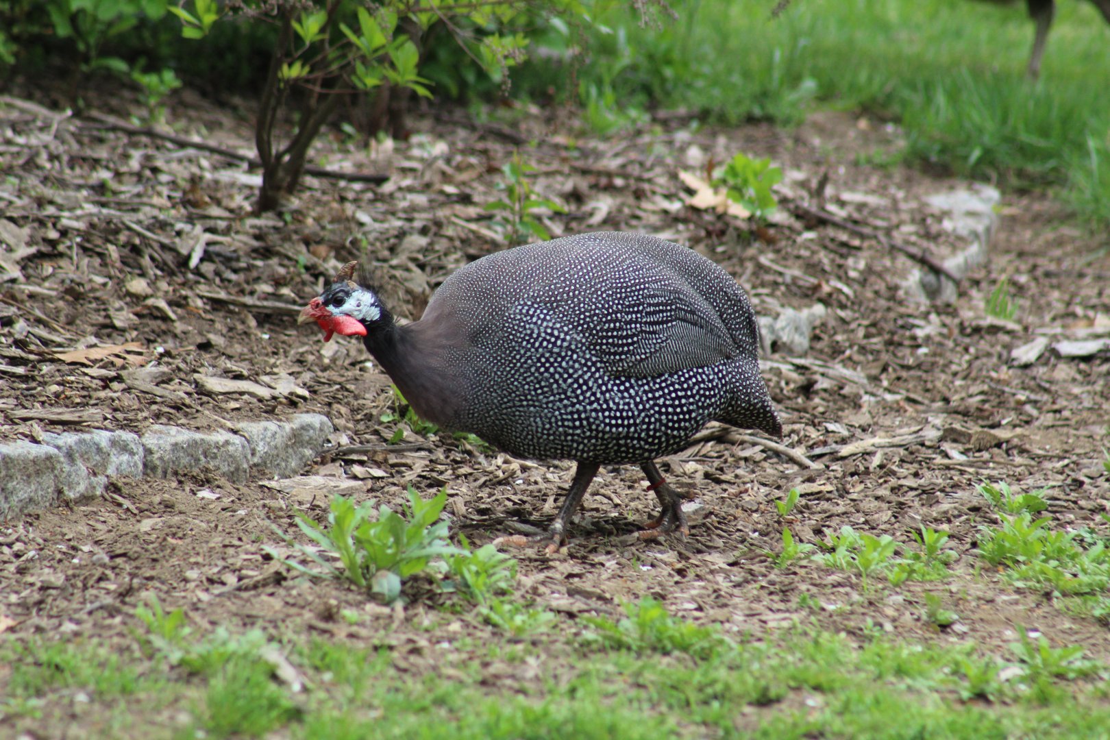 West African Guineafowl