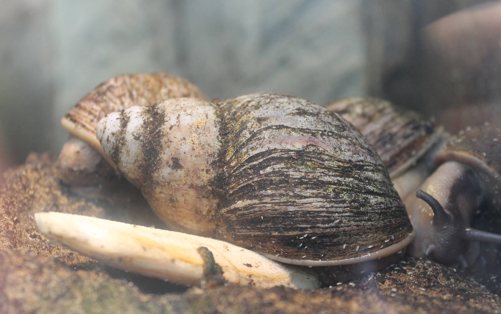 West African land snails