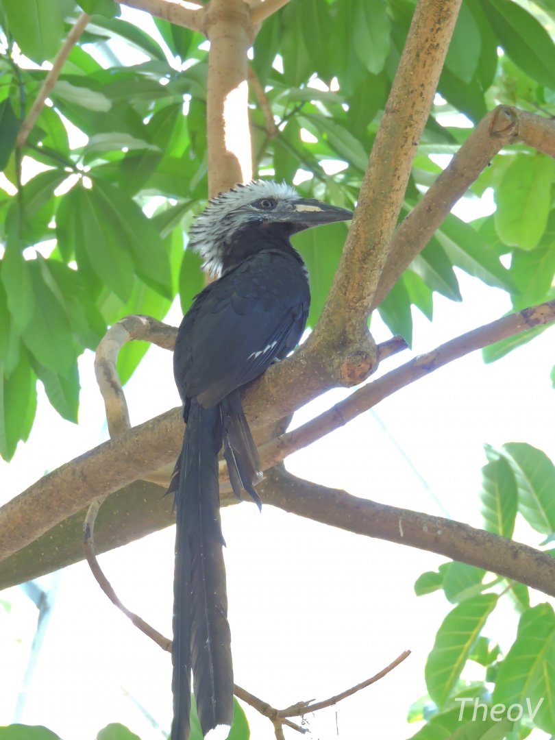 West African long-tailed hornbill - Scripps Aviary [2015]