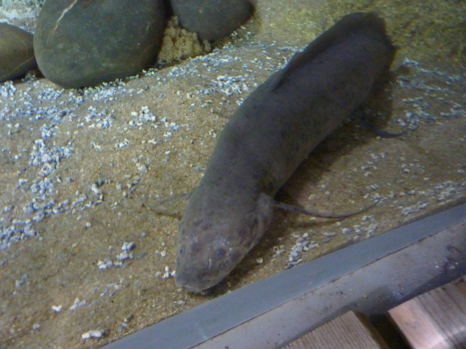 West African lungfish, 10th April 2012