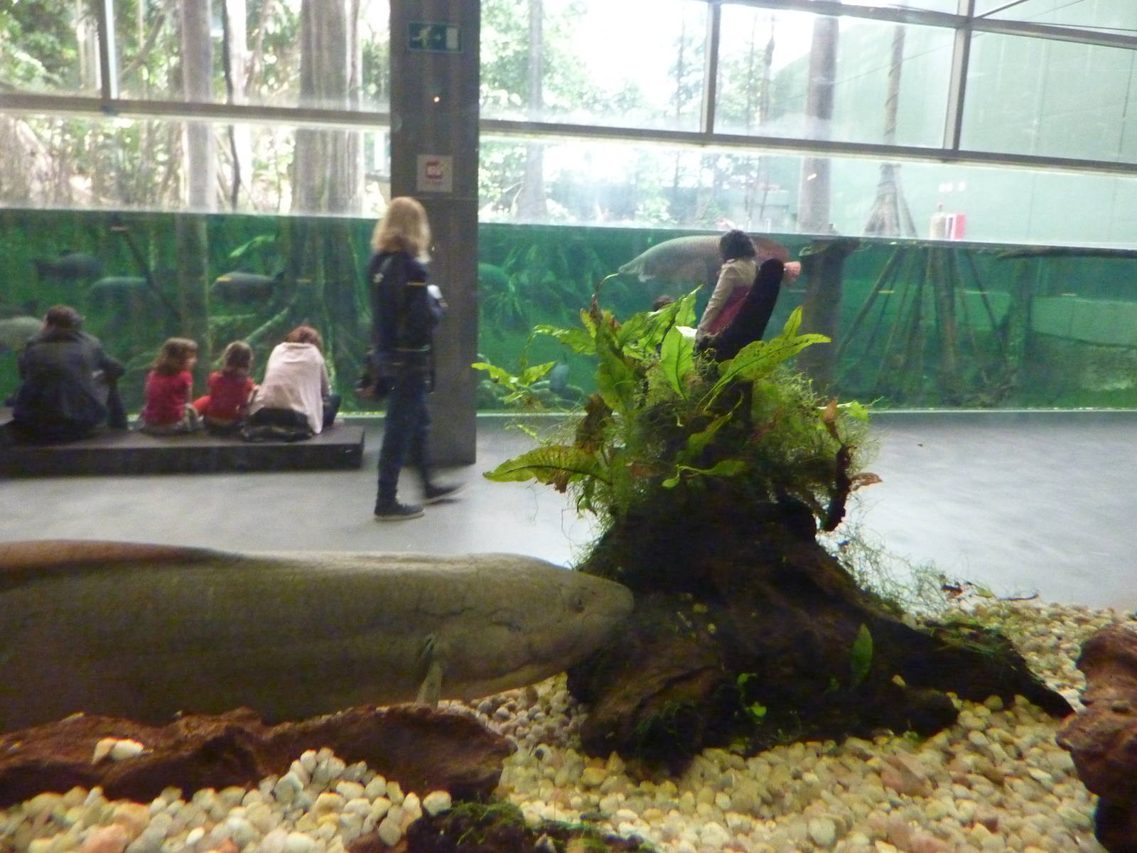 West African lungfish, 7th April 2012.