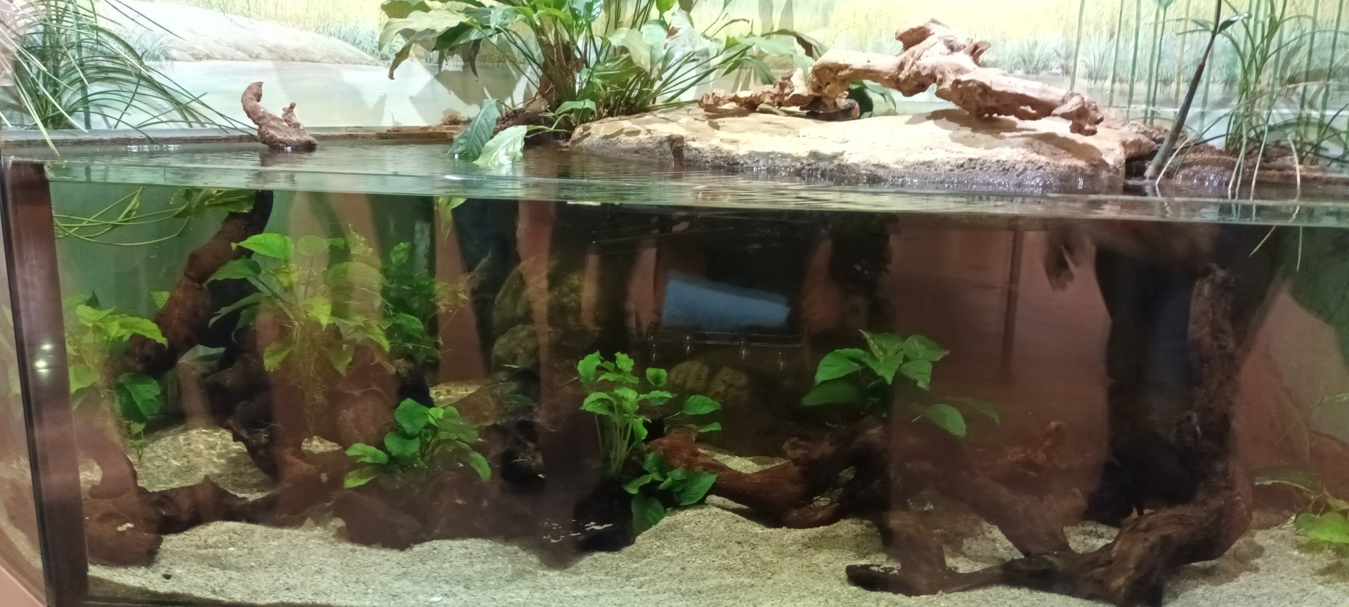 West african Lungfish Palaudarium