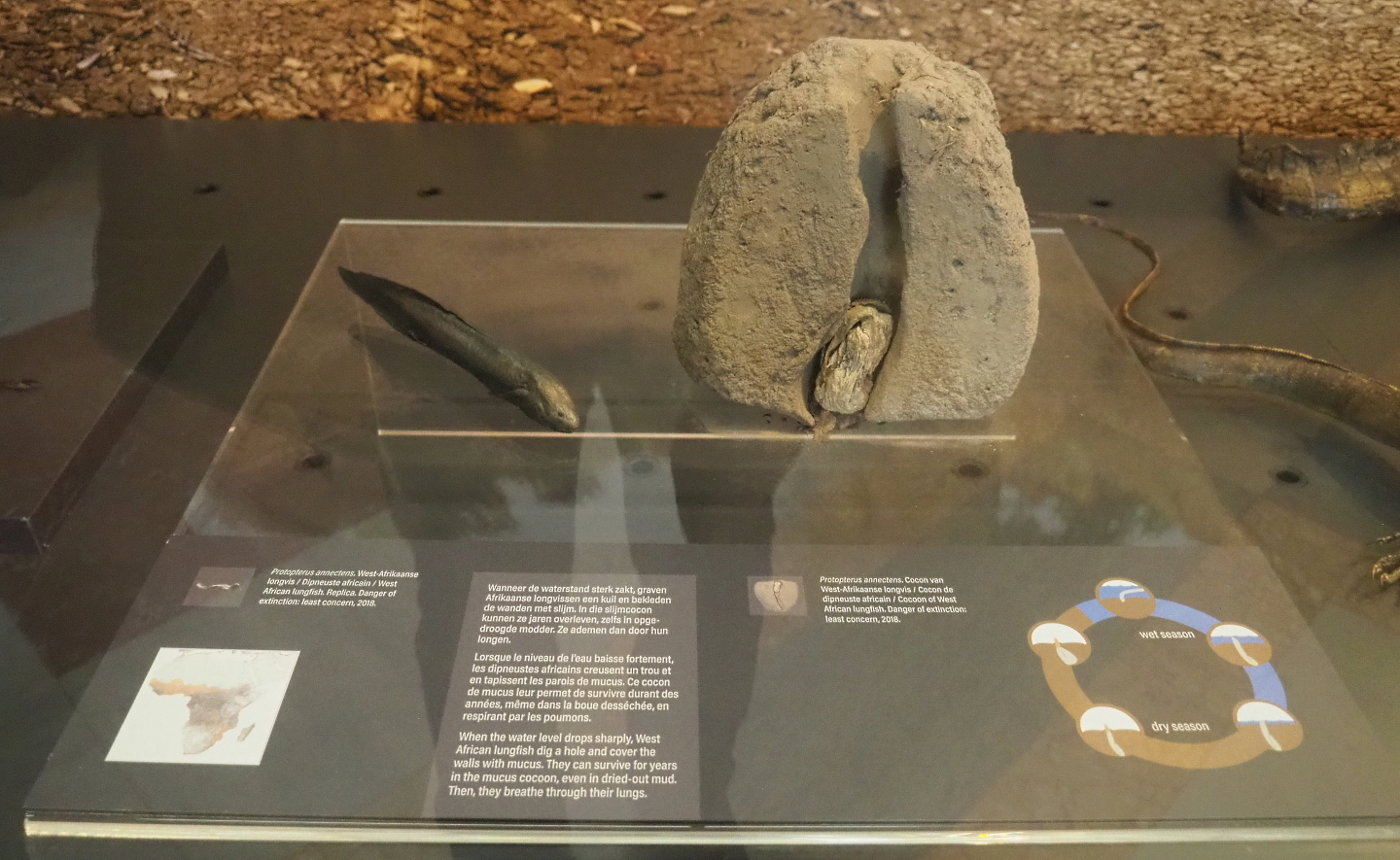 West African lungfish (Protopterus annectens) display with replicas, 2021-10-20