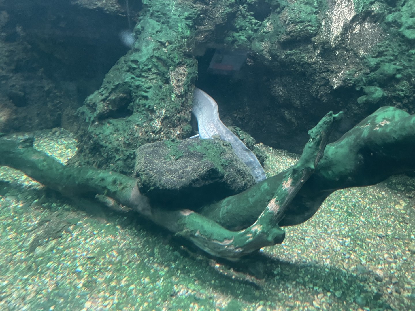 west african lungfish (protopterus annectens) - dunia air tawar