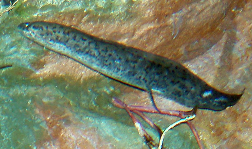 West African Lungfish (Protopterus annectens)