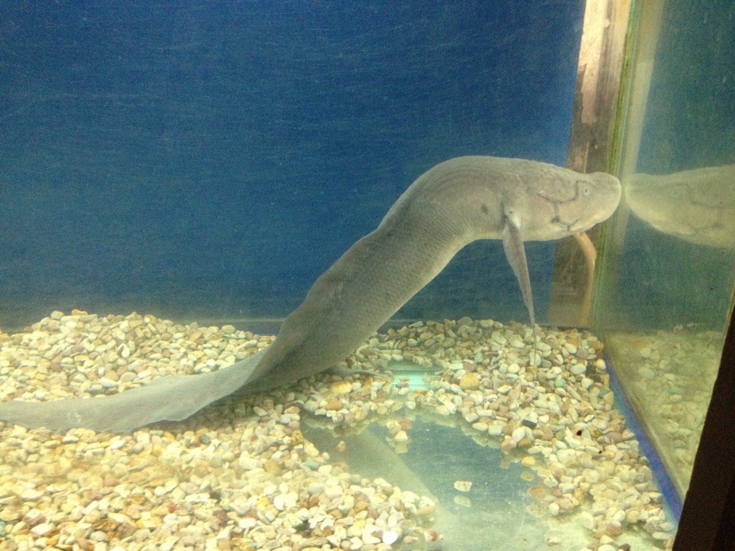 West African Lungfish (Protopterus annectens)